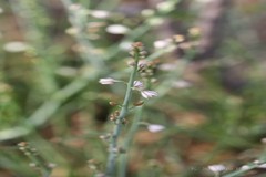 Asphodelus tenuifolius